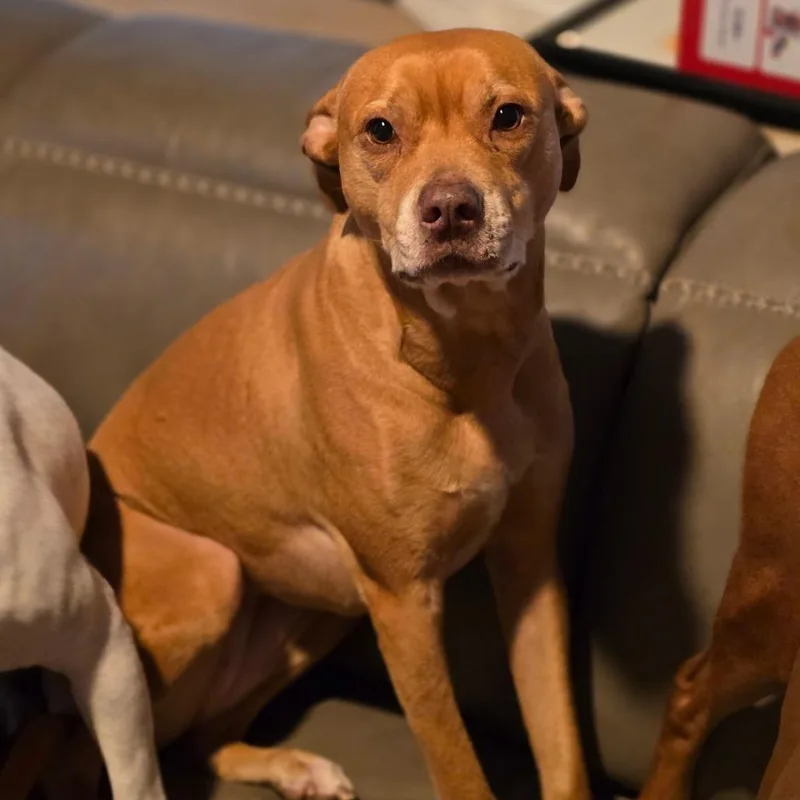 Daisy Mae thumbnail 3