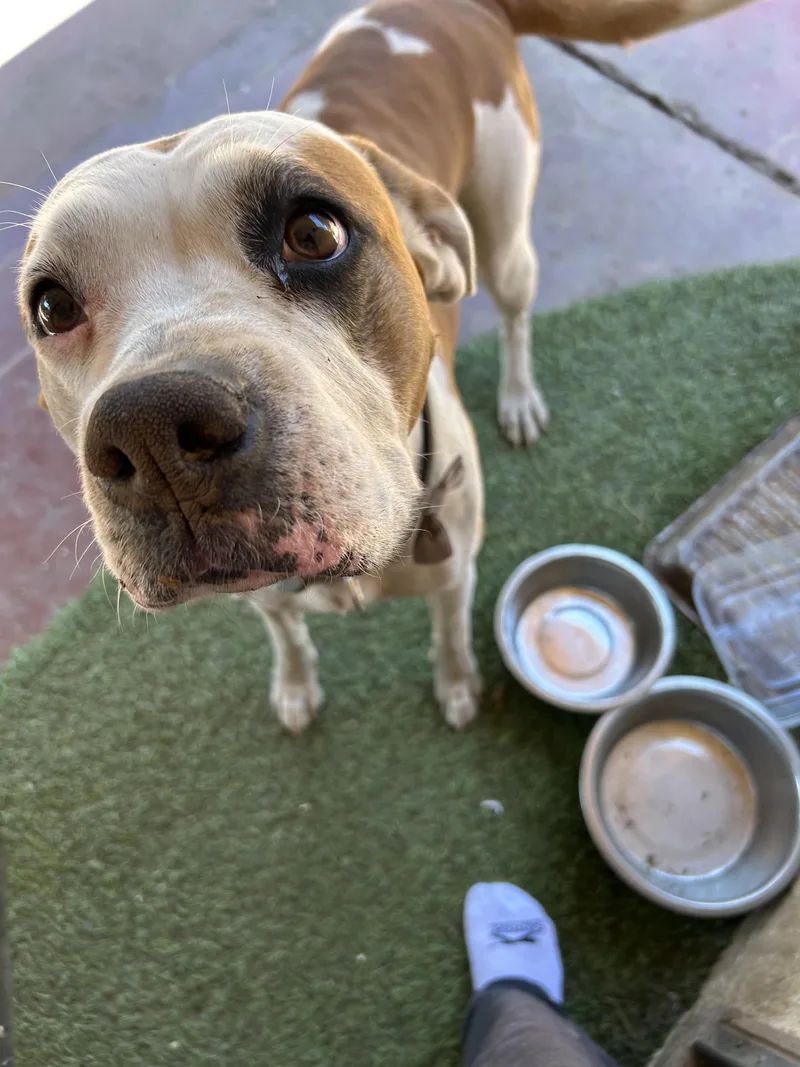 An adult large-sized female Pit Bull Terrier dog named Honey for adoption in Tracy, CA