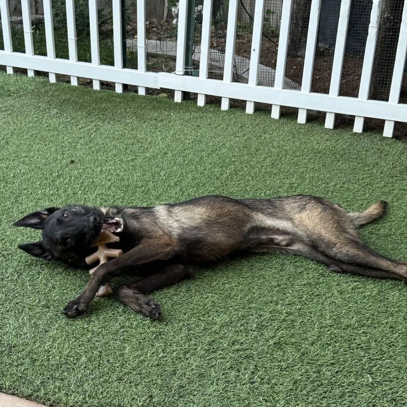 A young large-sized male Brown / Chocolate Belgian Shepherd / Malinois dog named Lox for adoption in San Francisco, CA