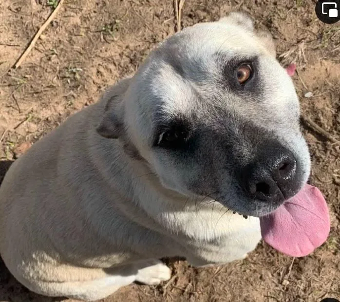 Calliope thumbnail 2