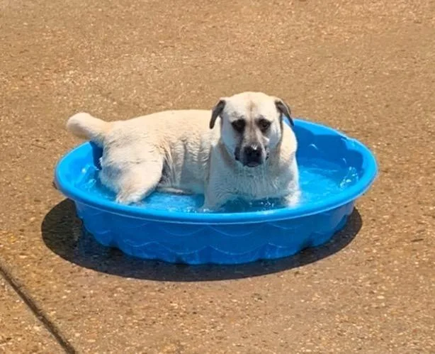 Calliope thumbnail 3