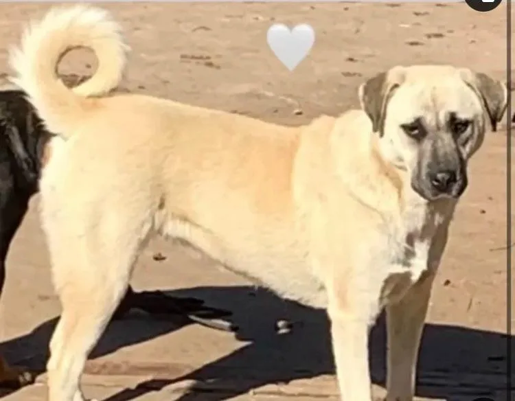 Calliope thumbnail 4