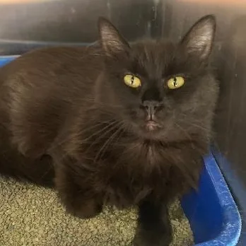 An adult medium-sized female Domestic Medium Hair cat named Sable for adoption in Kankakee, IL