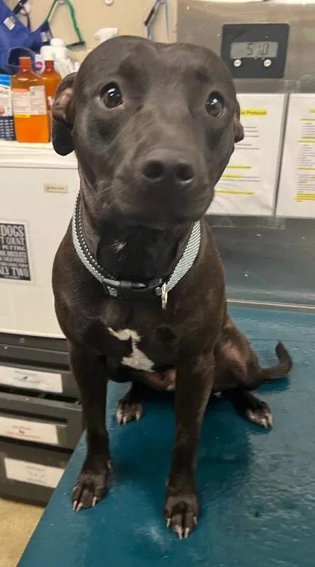 An adult medium-sized female Black Mixed Breed dog named Destiny for adoption in Mobile, AL
