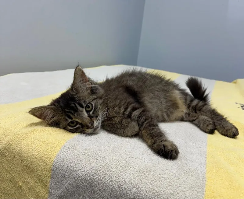 A baby medium-sized female Black Domestic Medium Hair cat named Ragamuffin for adoption in Mount Vernon, OH