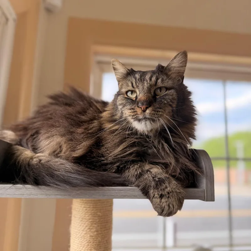 A senior small-sized male Brown / Chocolate Domestic Long Hair cat named Elmo for adoption in Pasadena , MD