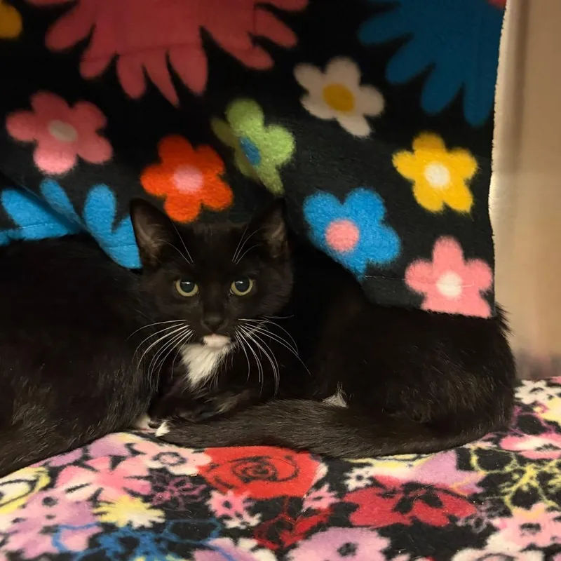 A baby small-sized male Black Domestic Short Hair cat named Nemo for adoption in Council Bluffs, IA