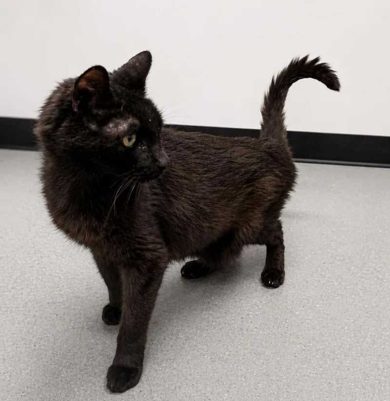 A senior medium-sized male Domestic Short Hair cat named Dorian for adoption in Mount Royal, NJ