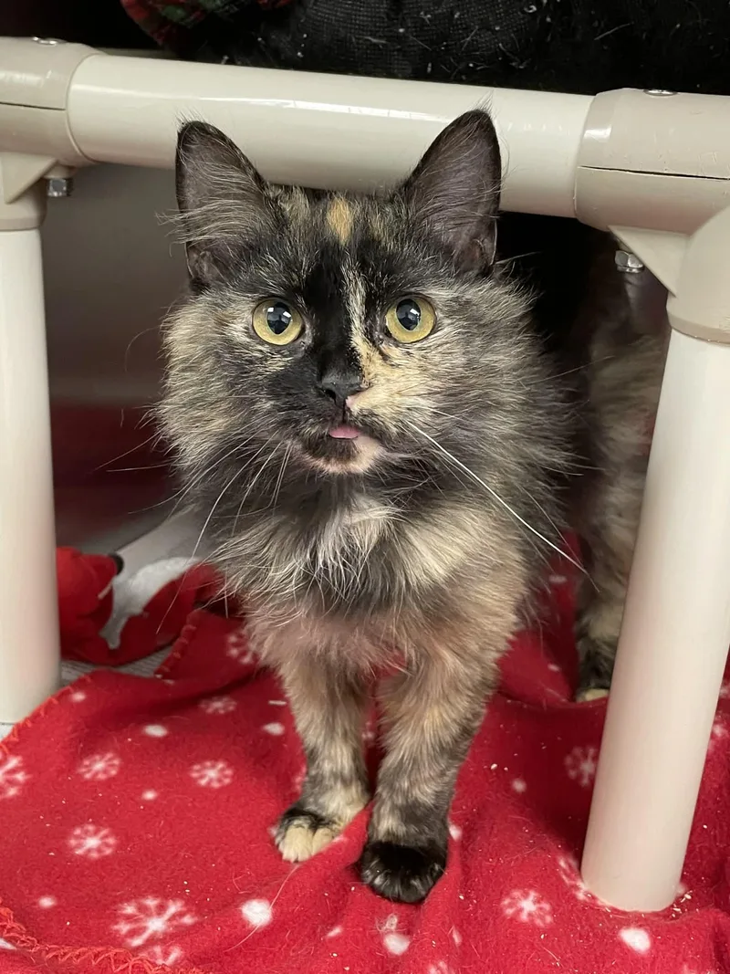 A young medium-sized female Domestic Medium Hair cat named Squeak for adoption in Covington, VA