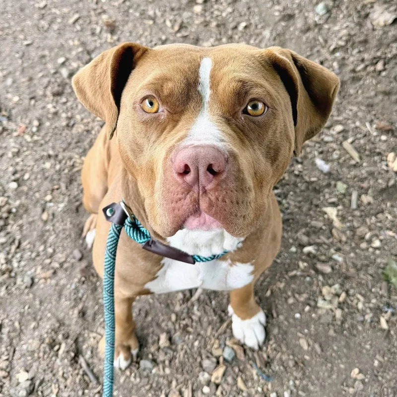 A young large-sized female Pit Bull Terrier dog named Paprika for adoption in Oakland, CA