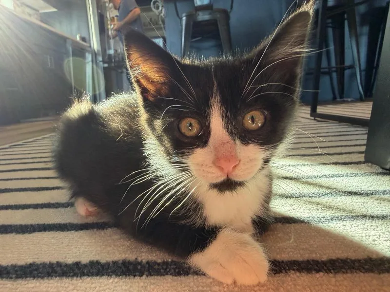 A baby small-sized male Domestic Short Hair cat named Felix for adoption in Ogden, UT