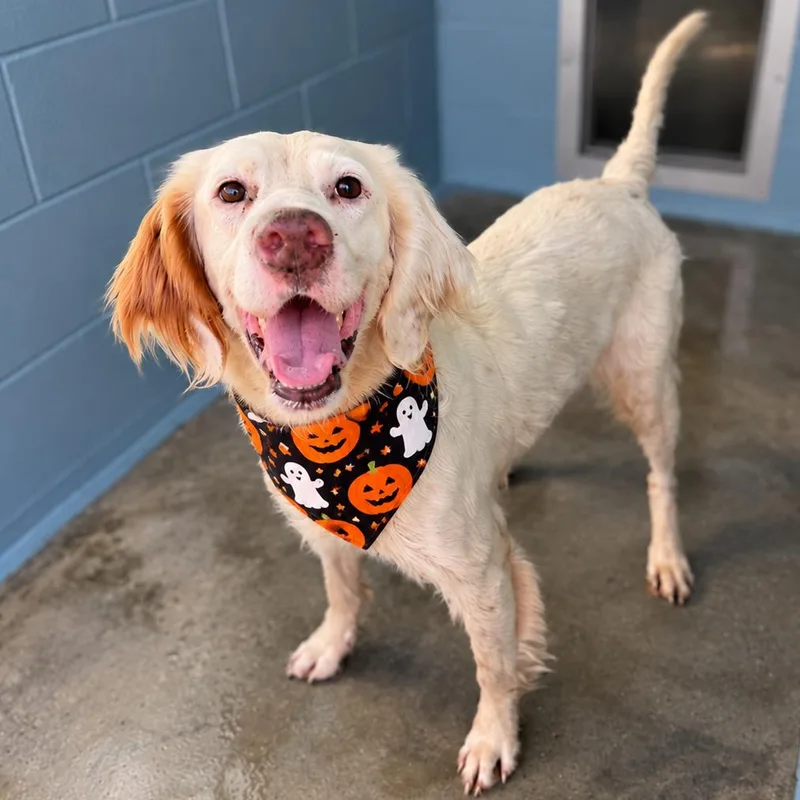 An adult medium-sized female White / Cream English Setter dog named Candy Corn for adoption in Buffalo, MN