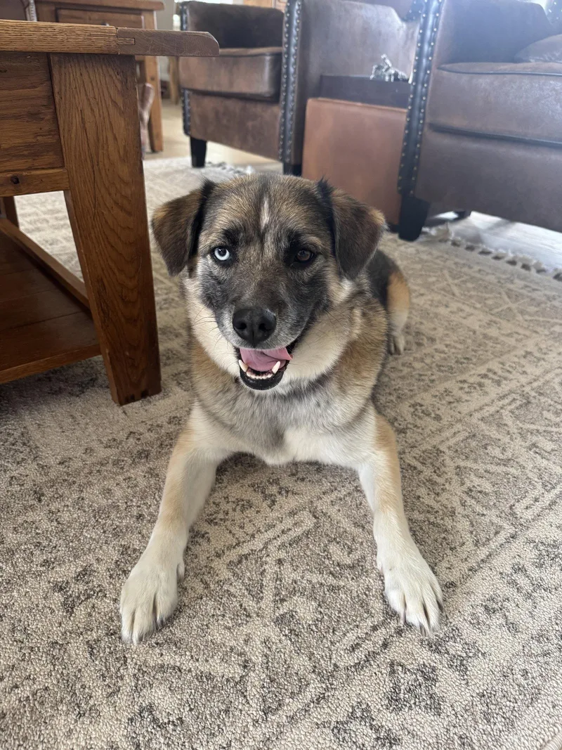 An adult medium-sized female Shepherd dog named Dixie Lou for adoption in Salt Lake City, UT