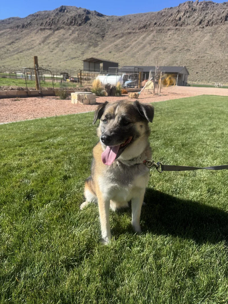 Dixie Lou thumbnail 2