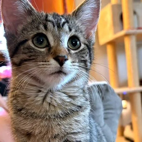 A baby small-sized male Brown / Chocolate Domestic Short Hair cat named Archer for adoption in Green Bay, WI