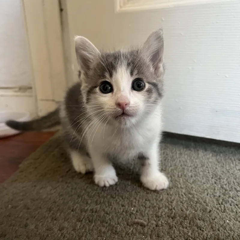 A baby small-sized female Gray & White Domestic Short Hair cat named Robin for adoption in Sherman Oaks, CA