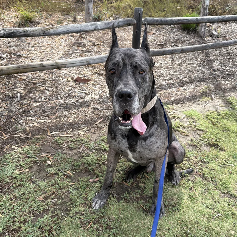 A young extra large-sized male Great Dane dog named Zeus for adoption in San Diego, CA