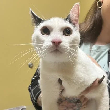 An adult medium-sized female Domestic Short Hair cat named Emmy for adoption in Merriam, KS