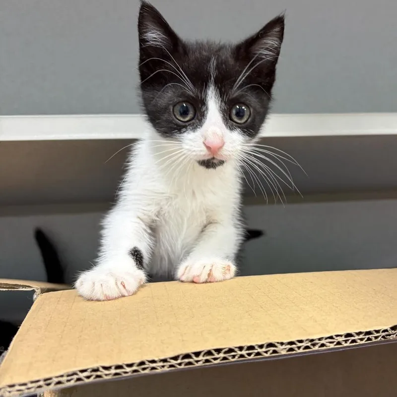 A baby small-sized female Black Domestic Short Hair cat named Stratus for adoption in Newark, NJ