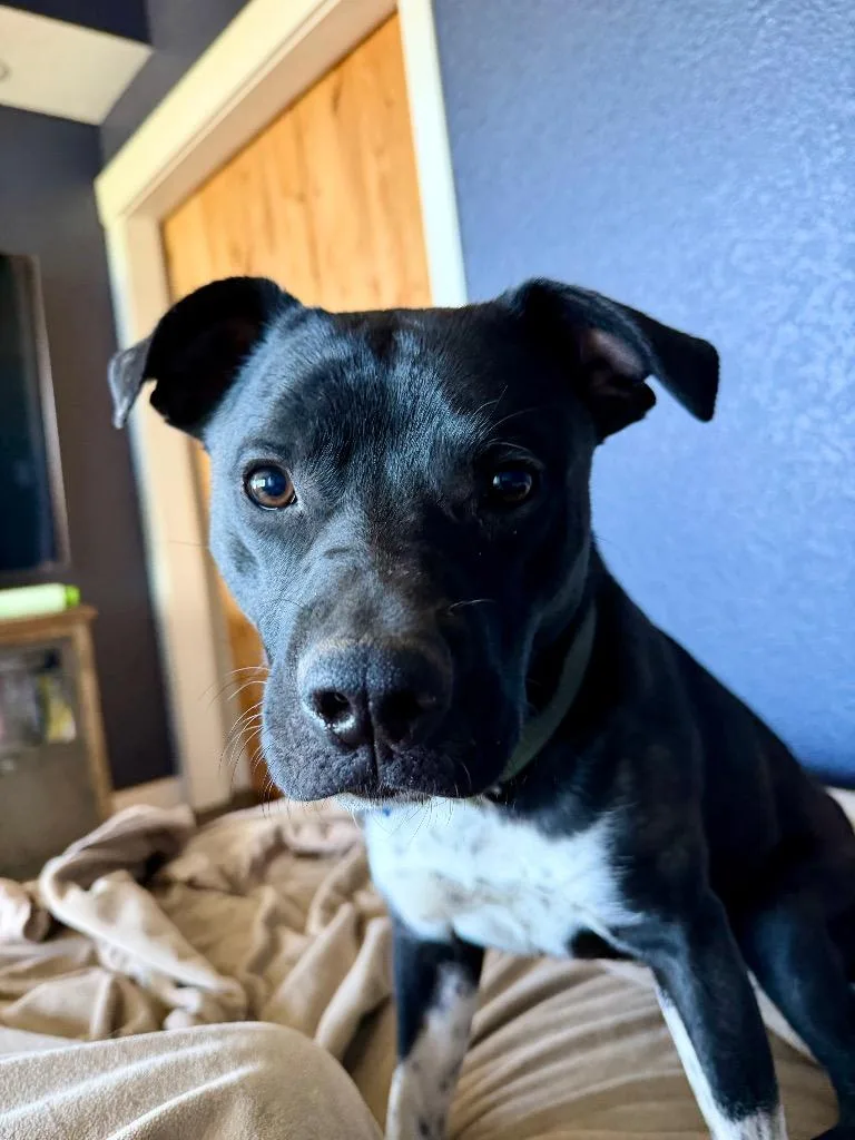 Zeus St. Louis