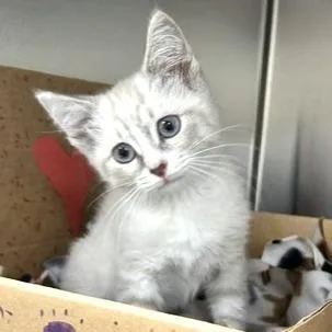A baby small-sized female Cream / Ivory Domestic Short Hair cat named Orla for adoption in Novelty, OH
