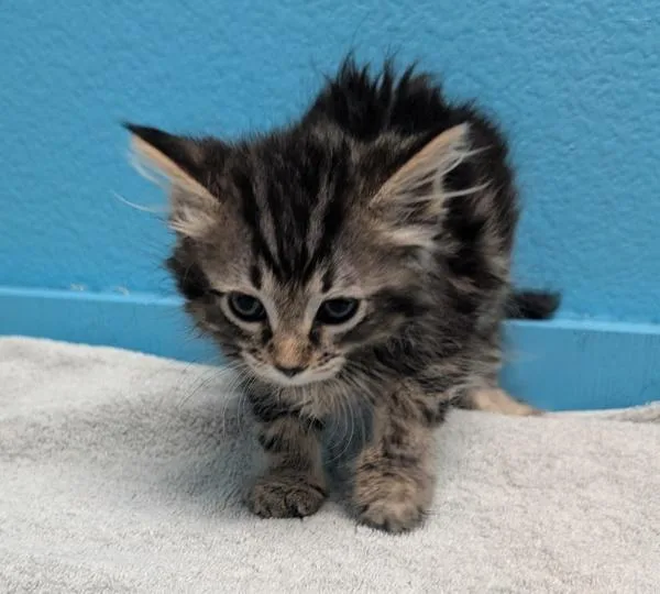 A baby small-sized female Domestic Long Hair cat named Zig for adoption in Escondido, CA