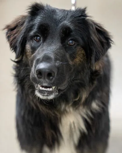 An adult large-sized male Labrador Retriever dog named Bear for adoption in Pequot Lakes, MN