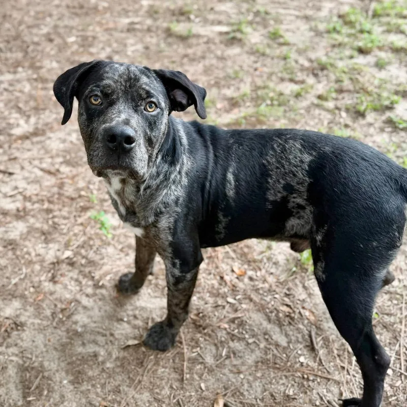 An adult medium-sized male Black Mixed Breed dog named Daytona for adoption in Milton, FL