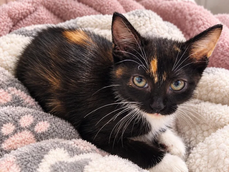 A young medium-sized female Calico Domestic Short Hair cat named Jazmine for adoption in Lemont, IL