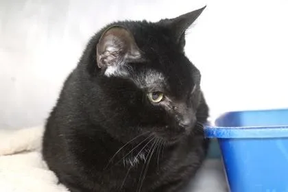 An adult small-sized male Domestic Short Hair cat named Mcdodd for adoption in West Chester, PA