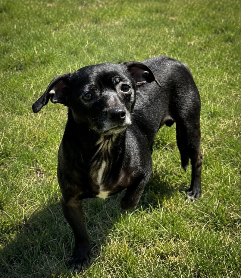 Dougie
