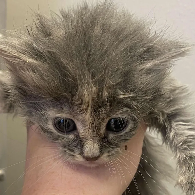 Countess Scratchula thumbnail 2