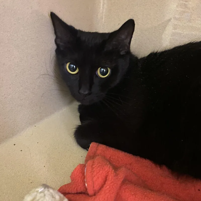 An adult medium-sized female Black Domestic Short Hair cat named Boo for adoption in Elyria, OH