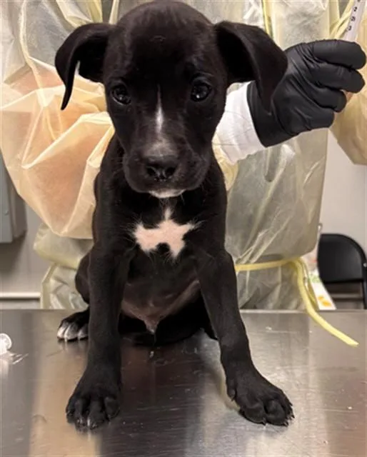 A baby small-sized male German Shepherd Dog dog named Sol for adoption in Ontario, CA