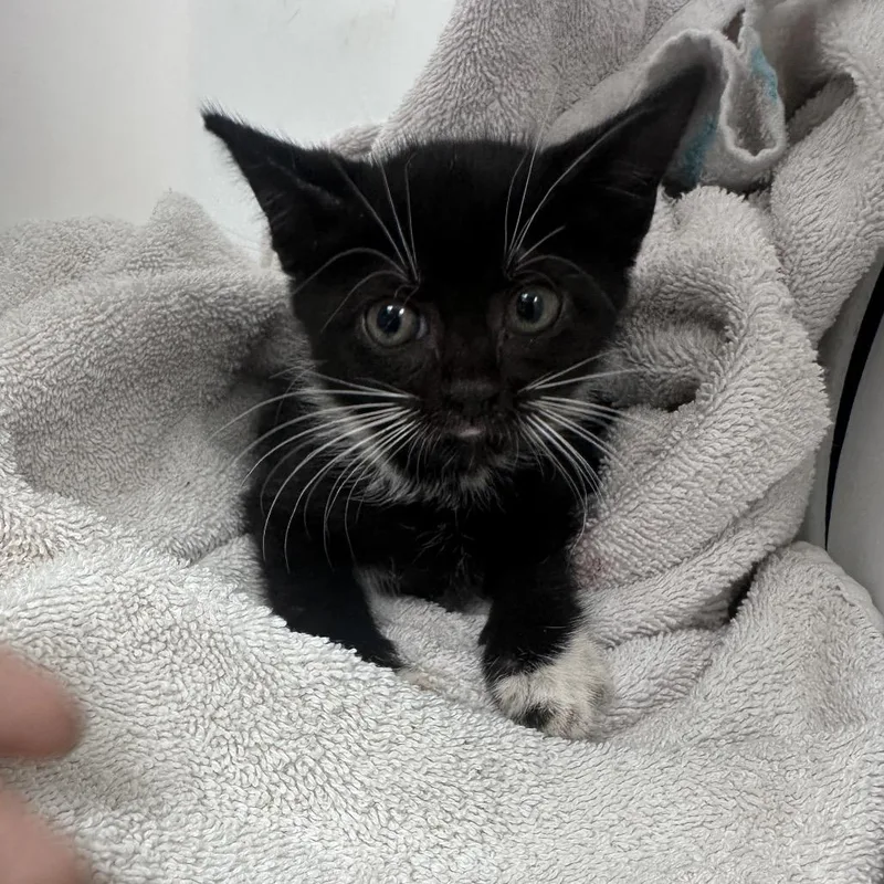 A baby small-sized male Black Domestic Short Hair cat named Alfie for adoption in Columbus, GA