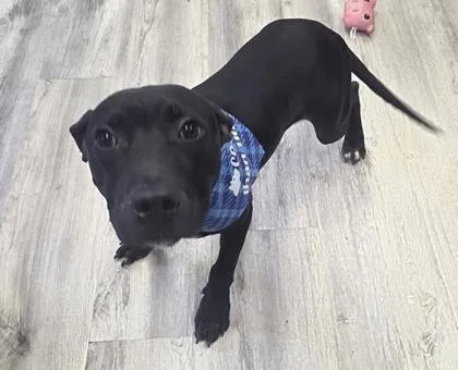 A young large-sized male Pit Bull Terrier dog named Valor for adoption in Daytona Beach, FL