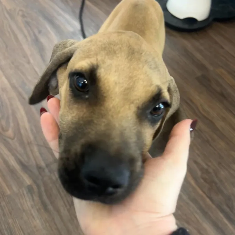 A baby medium-sized male Great Dane dog named Gromit for adoption in LOXAHATCHEE, FL