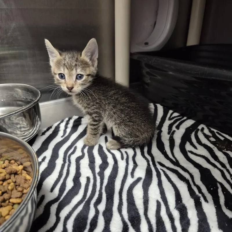 A baby small-sized female Gray / Blue / Silver Domestic Short Hair cat named Vignette for adoption in Kingman, KS