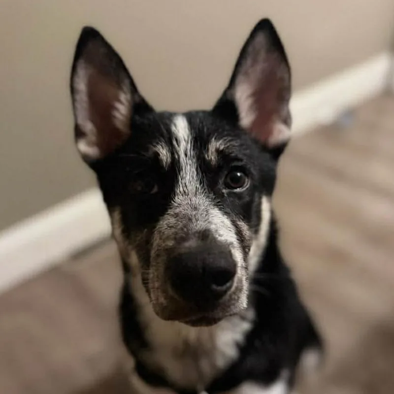 A baby small-sized male Black Husky dog named Niko for adoption in Rogersville, MO