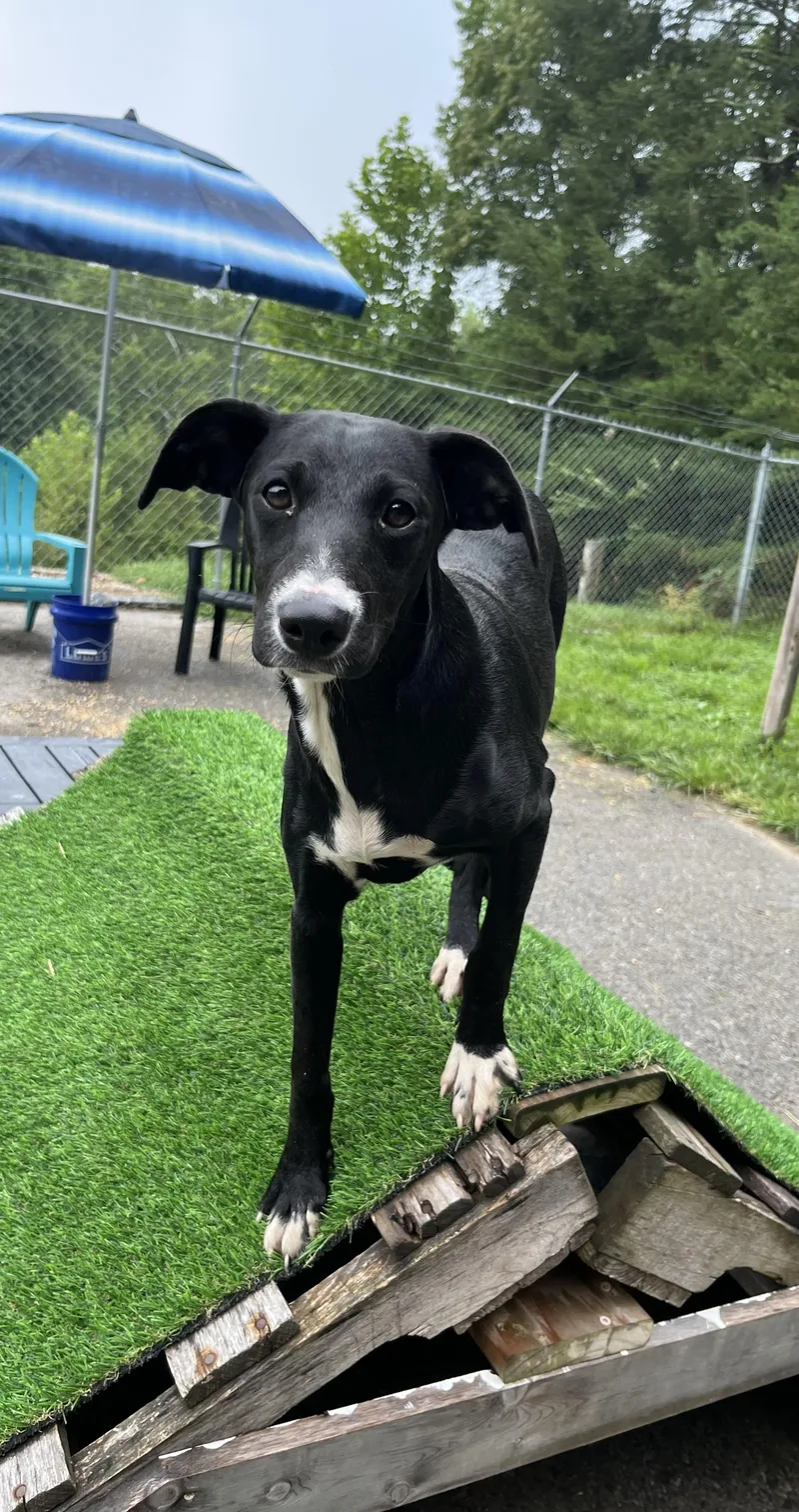 A young medium-sized female Whippet dog named Layla for adoption in Fayetteville, WV