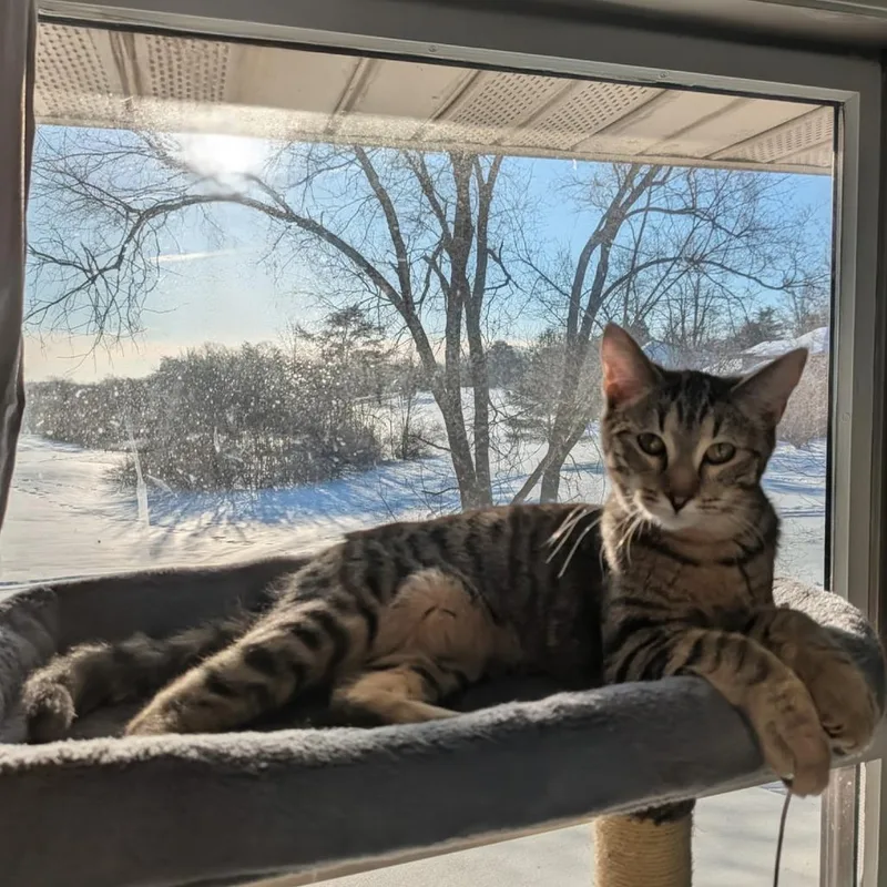 Soda Pop thumbnail 2