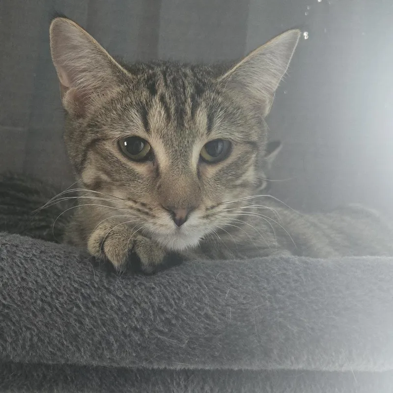 Soda Pop thumbnail 3