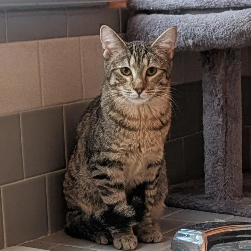 Soda Pop thumbnail 4