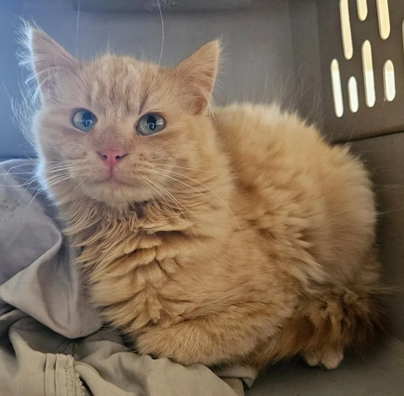 A baby small-sized female Domestic Medium Hair cat named Pip for adoption in Barron, WI