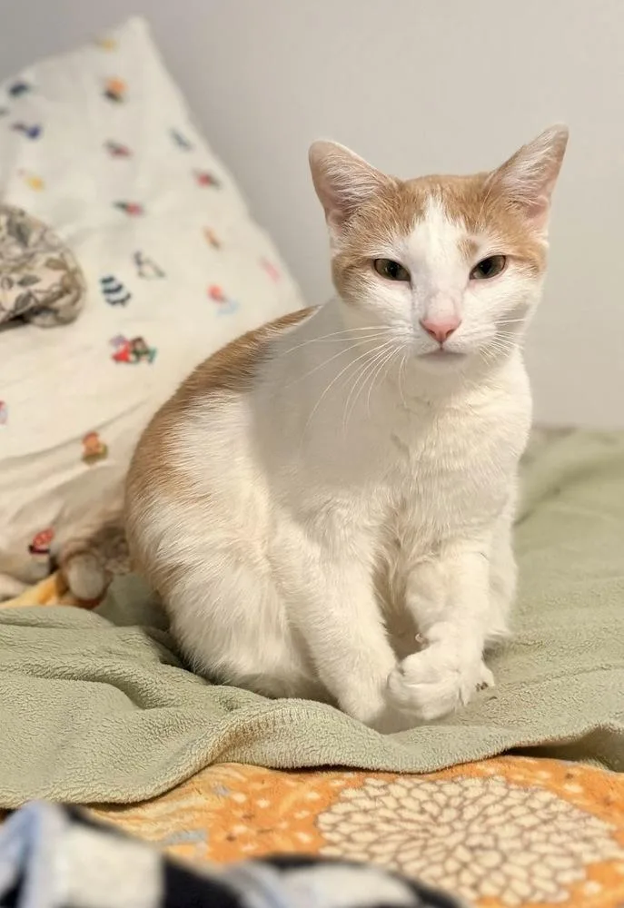 An adult small-sized female Domestic Short Hair cat named Saffron for adoption in Lake Wylie, SC