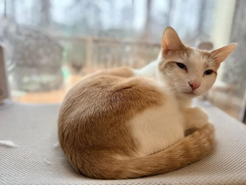 Saffron thumbnail 3