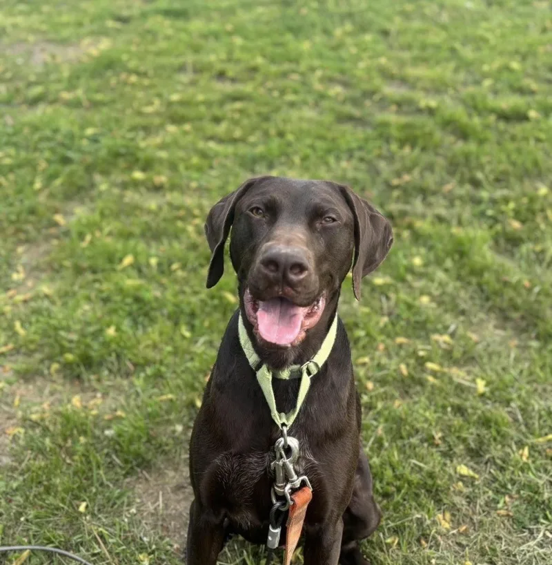 Gunner