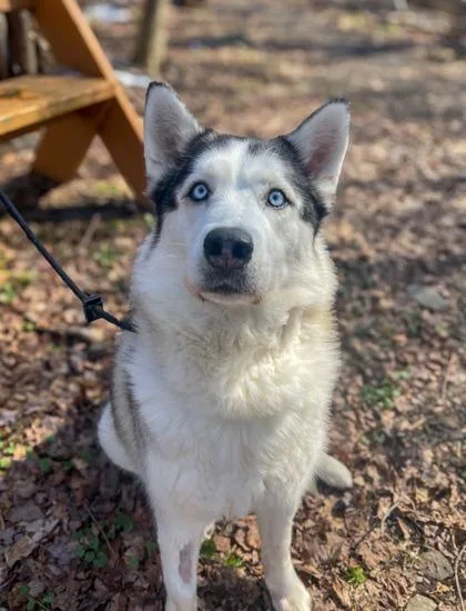 A senior large-sized female Siberian Husky dog named Felicia for adoption in Clarks Summit, PA