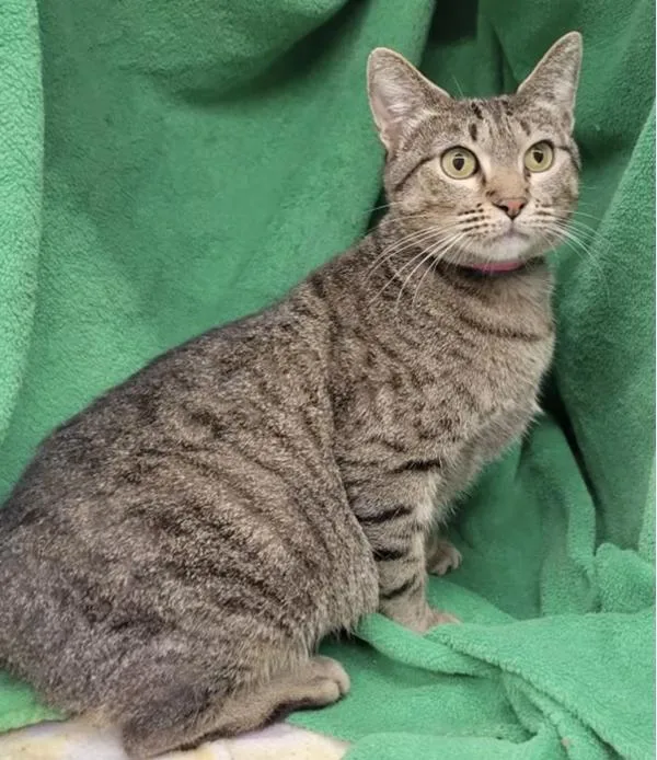 A young medium-sized female Domestic Short Hair cat named Tokyo for adoption in Stratham, NH