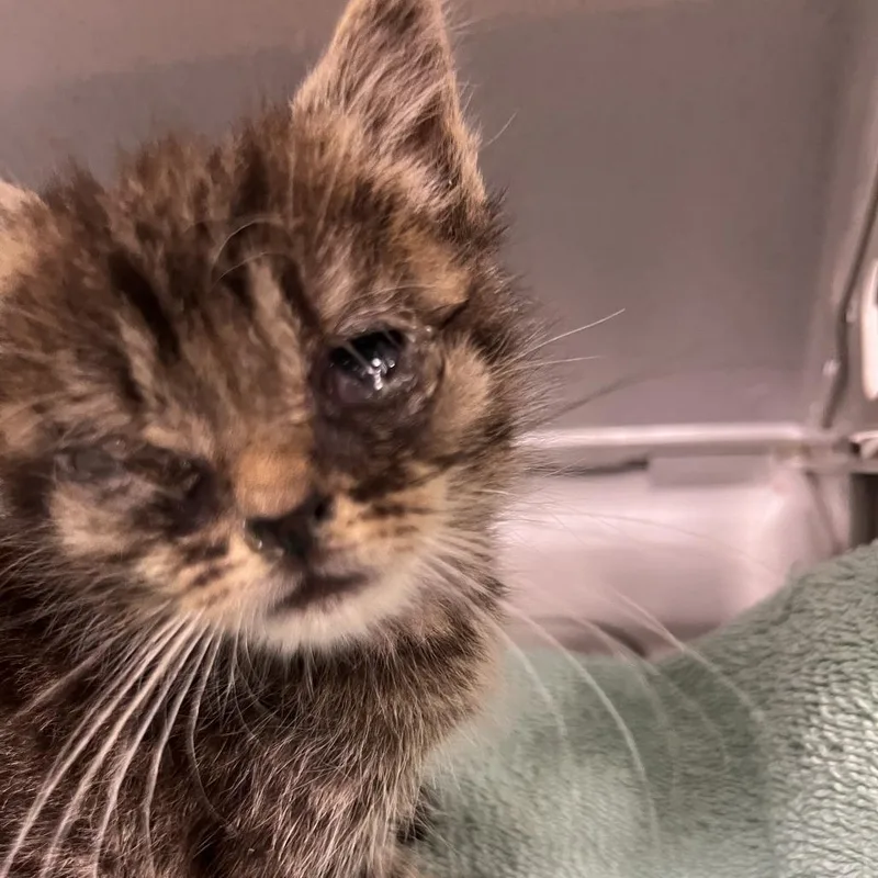 A baby small-sized male Brown / Chocolate Domestic Short Hair cat named 71617 for adoption in Harrisonburg, VA